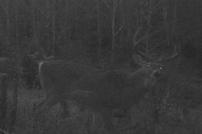kentucky bucks