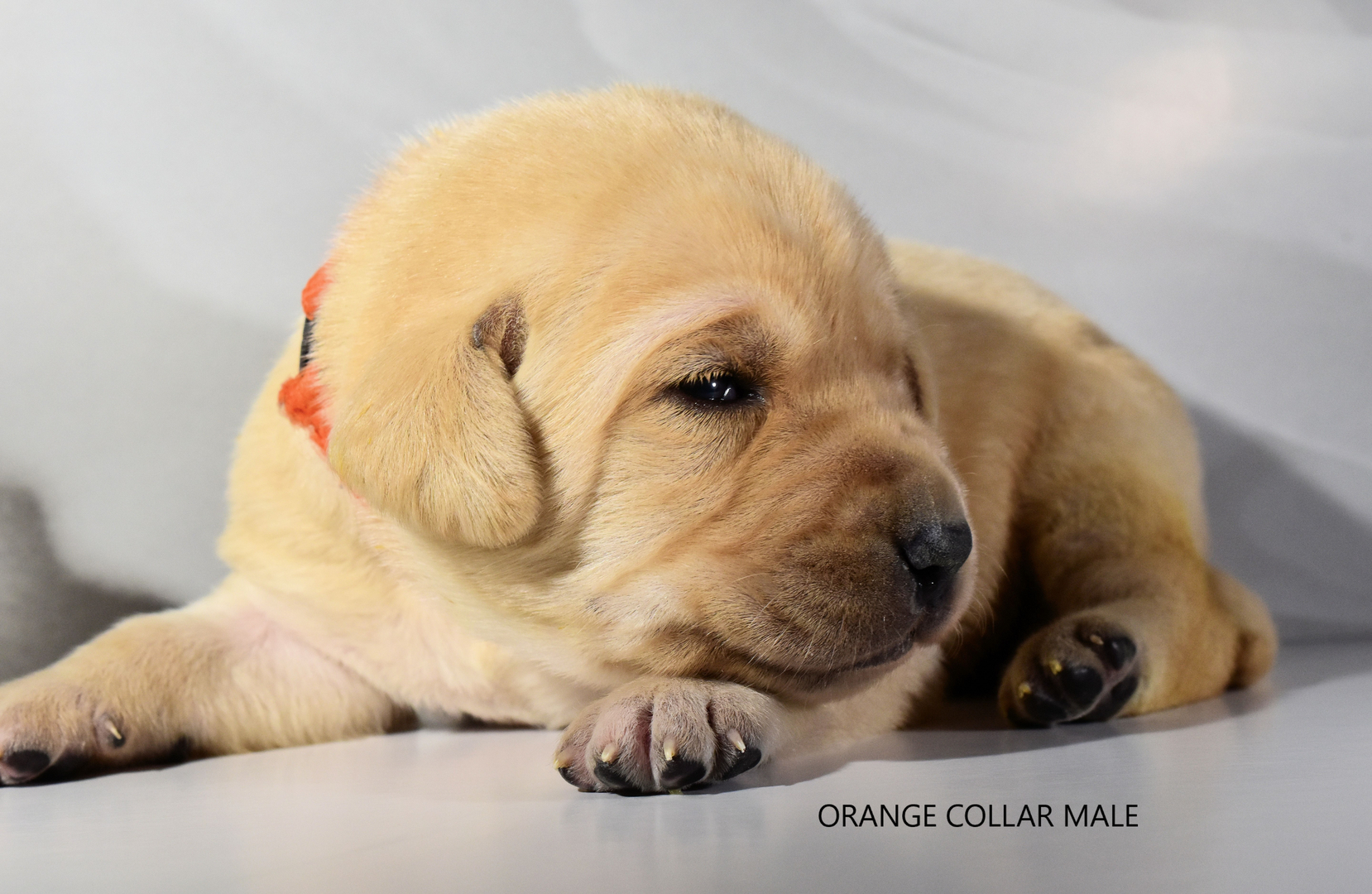 Lab Puppies For Sale In Wisconsin - change comin