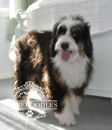 Mini bernedoodle hot sale size