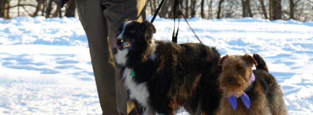 Welsh Carrier and a Border Collie