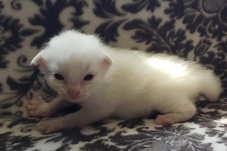 Abbey Road Rags - Ragdoll Kittens For Sale, Ragdoll Cats, Ragdoll Cats ...