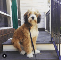 adult-sable-bernedoodle