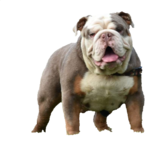 Lilac Tri English Bulldog stud