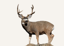 Hunting Deer South Dakota
