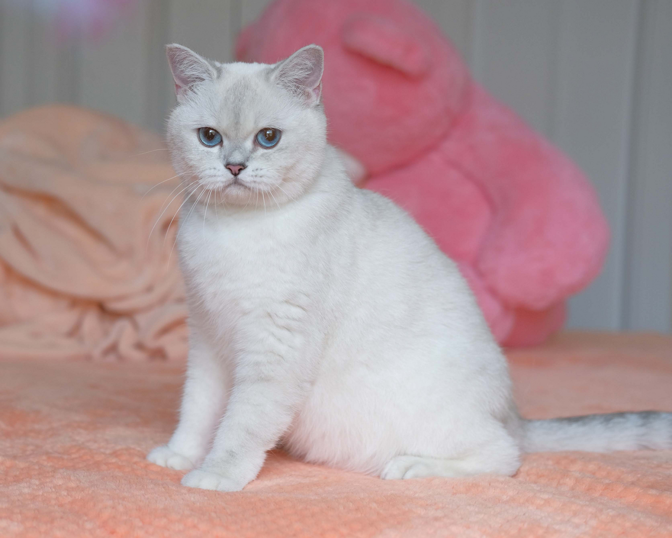 british shorthair silver shaded