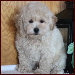 Poochon puppy