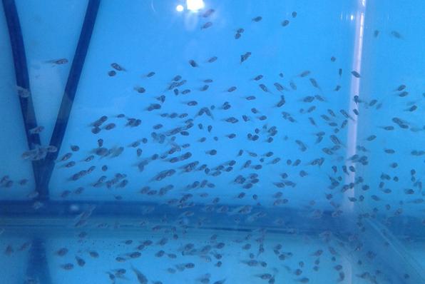 An aquarium of newly hatched tilapia fry.