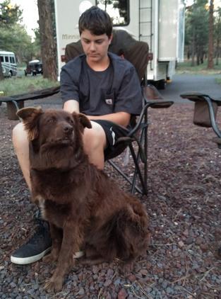 Best family dogs