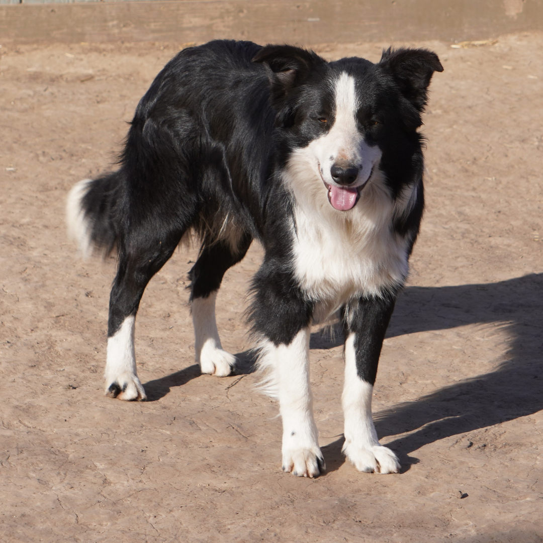 Nightshades sales border collies