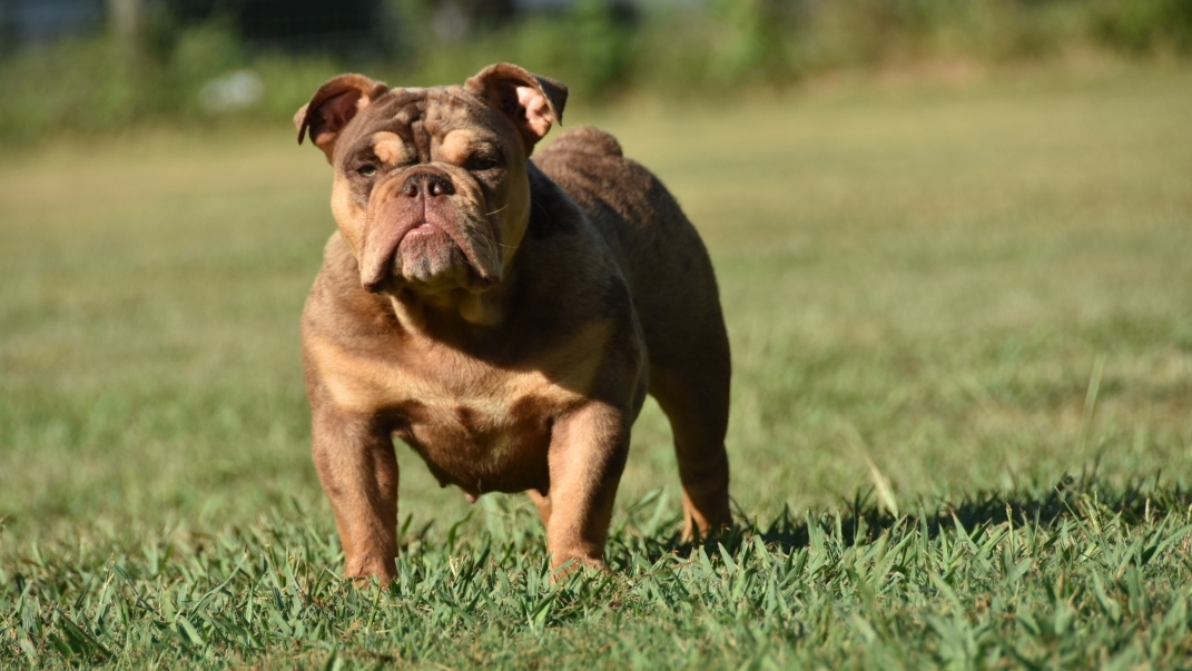 Chocolate trindle 2024 english bulldog