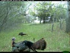 Kentucky turkey hunting