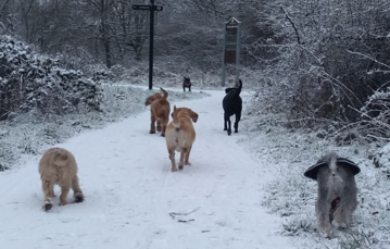 Dog Boarders near Prestwich