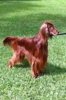 <img src="https://www.dandyspetgrooming.com/dog.jpg" alt="Dandy Irish Setter" />