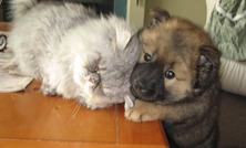 Edelweiss Eurasiers, Eurasier, Eurasier Breeed, Eurasier Puppy, Eurasier Puppies, Eurasier pup, Pacific Coast Kennel, Eurasier dog, Pet, dog, puppy, pup, Eurasier Breeder, Eurasier pups available, Eurasier dog