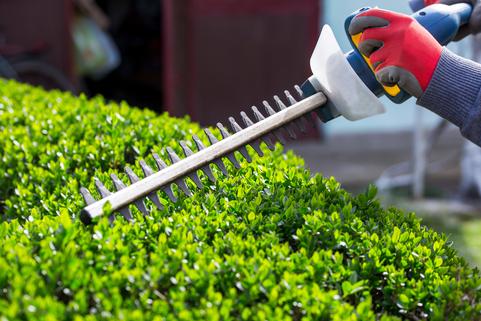 SHRUB TRIMMING SERVICES