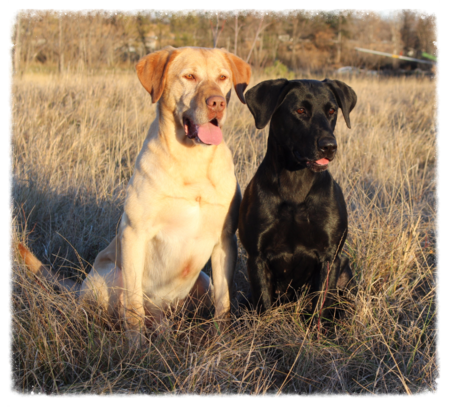 Luttrell Kennels - Dog Training Programs, Obedience Training