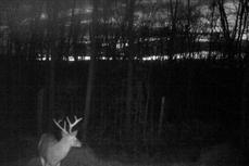 kentucky trophy deer