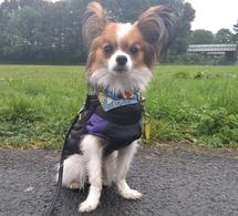 Papillon Dog Boarding customer