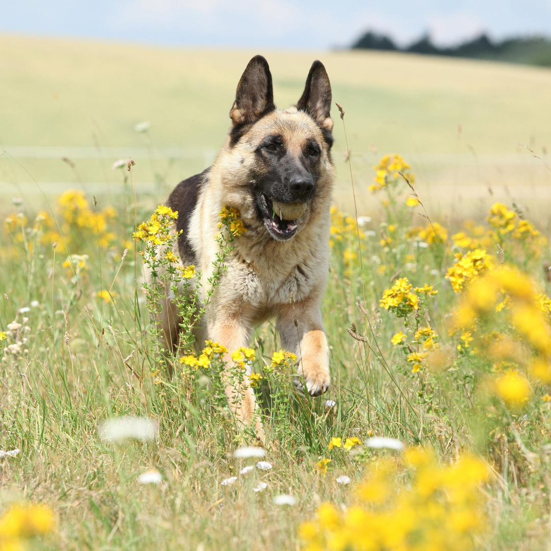 Shepherds pet outlet supply