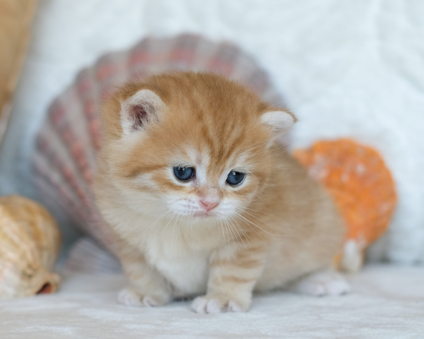 British best sale chinchilla kitten