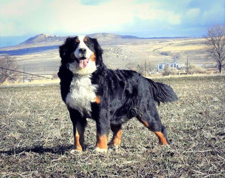 Bernese-Mountain-Dog