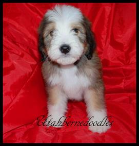 sable bernedoodle dog