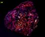 fluorescing Sphalerite, Franklinite-Magnetite, Diopside, Willemite, Calcite, Sterling Mine, Sterling Hill, Ogdensburg, Franklin Mining District, Sussex County, New Jersey, USA, ex Franklin Mineral Museum, ex Anthony Den Uyl