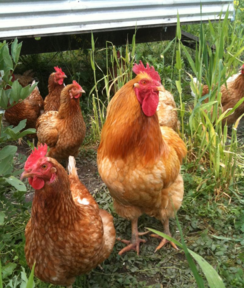 Hyline hybrid hen for sale at Chickenfeathers