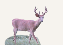 Hunting Deer Virginia