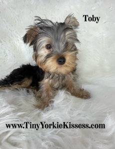 Yorkshire-terrier-puppy-with-floppy-ears
