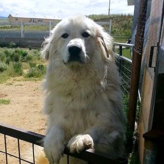 Wells' Providence Great Pyrenees Puppies ~ SUPERIOR breeder of purebred AKC Registered Great Pyrenees puppies for sale in Silex, Missouri Genuine Great Pyrenees breeder with verified reviews. This breeder strives to provide families with healthy puppies that have excellent temperaments. Wells Providence Great Pyrenees AKC Livestock Guardian Dogs and puppies registered great pyrenees puppies for sale near me Breeder of AKC Champion bloodlines Great Pyrenees puppies for sale Missouri, Wells' Providence Great Pyrenees LGD Puppies & Nigerian Dwarf Goats for sale, Wells' Providence AKC champion pedigree Great Pyrenees puppies for sale Missouri, Livestock Guardian dogs, home of Disney Santa Paws 2 Mrs. Paws Lady