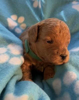 Toy Poodles For Sale In Louisiana