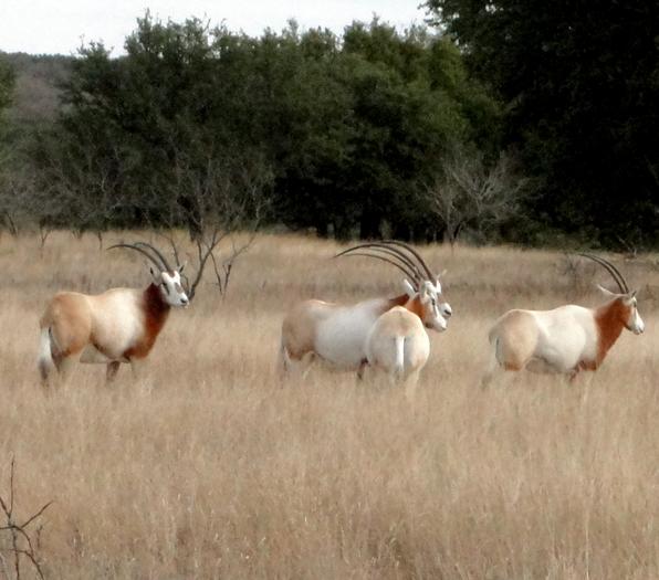 Scimitar Horned Oryx Hunting