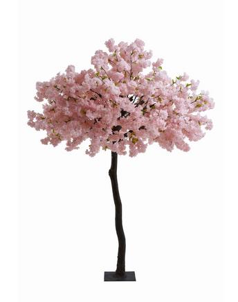 cherry blossom trees for rent in New York