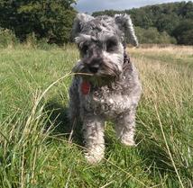 Miniature Schnauzer Doggy Day Care customer