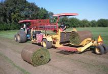 Big Sod Roll, 42 Inches Wide