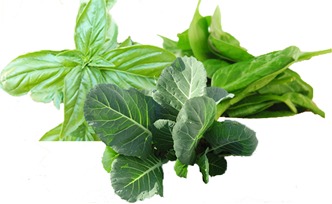 Calcium (Ca) — Alkaline Mineral 