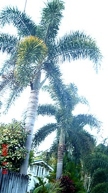 Foxtail Palm Babies, Wodyetia Bifurcata, 9 Tall From Soil in Grow