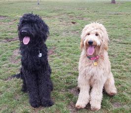 Idaho Goldendoodles