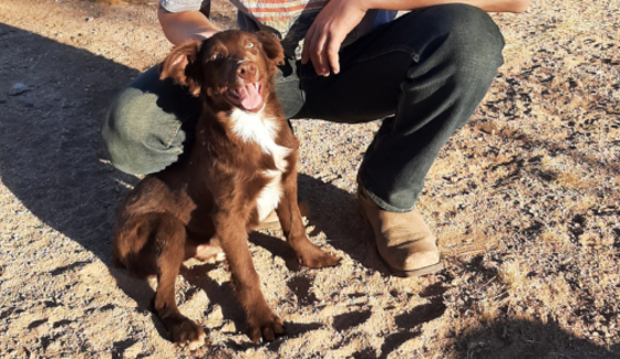 Red bi Australian Shepherd