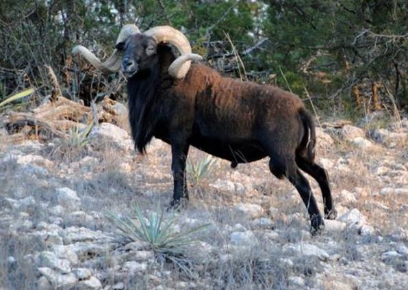 Texas Dall/Hawaiian Ram