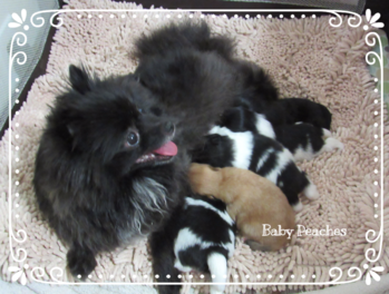 Sofia's Pomeranian Babies
