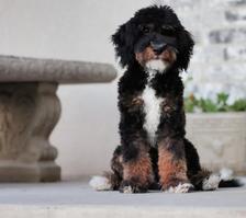 Chuck Mini Poodle