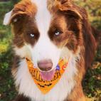 Nature Coast Aussies