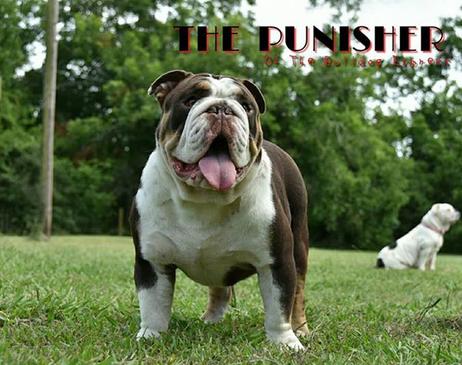 chocolate tri english bulldogs