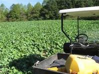 brassica food plot