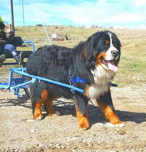 Bernese Mountain Dog Pulling Cart - Utah Bernedoodles