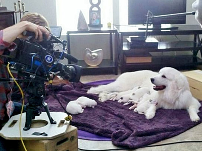 Great Pyrenees puppies ~ Wells' Providence AKC Registered Livestock Guardian Dogs and puppies