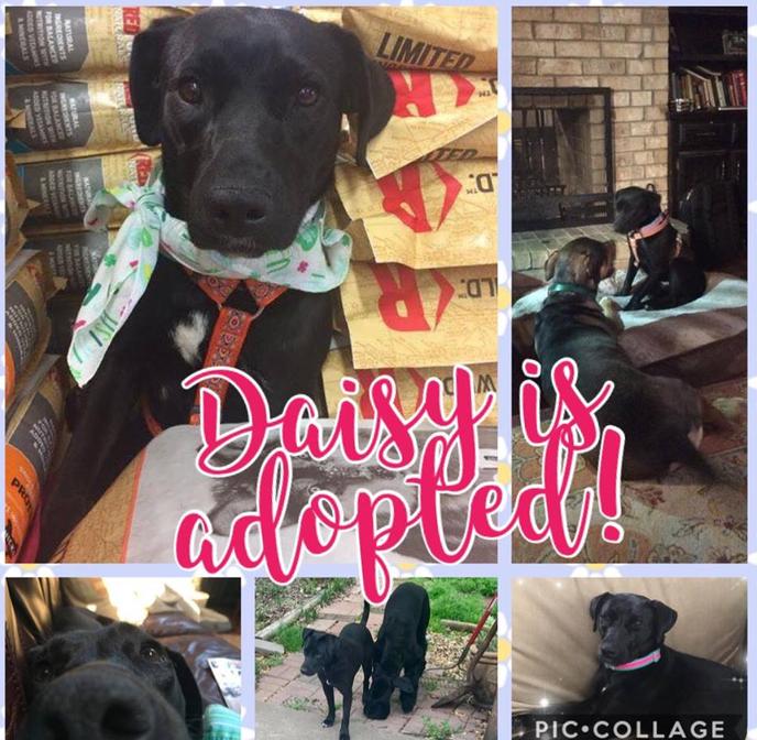 League of Animal Protectors Pet Rescue And Adoption, Dog And Cat