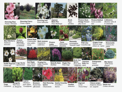Photo Collage Plant List Sampler by Josette Johnson